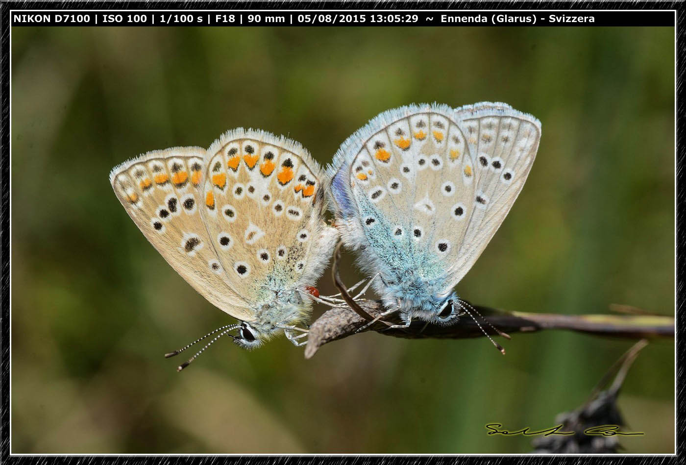 Polyommatus icarus? S